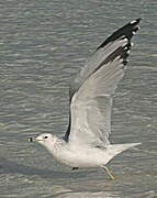 Ring-billed Gull