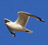 Ring-billed Gull