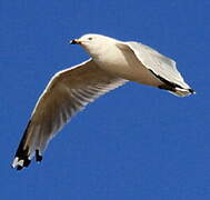 Ring-billed Gull