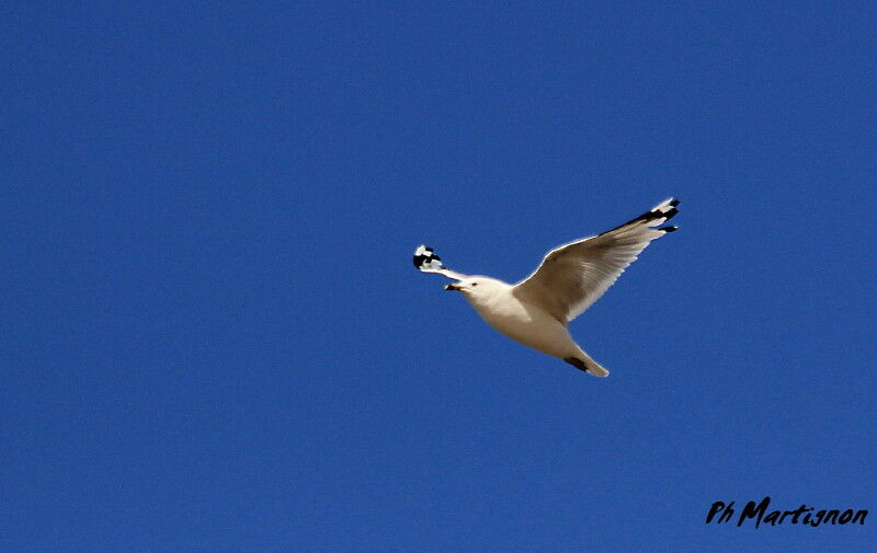 Ring-billed Gull