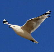 Ring-billed Gull