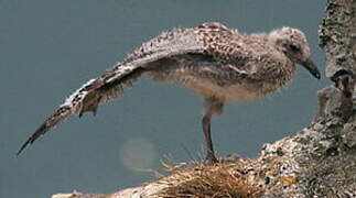 European Herring Gull