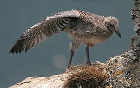 European Herring Gull