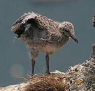 European Herring Gull