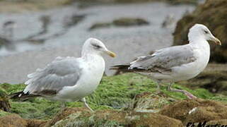 European Herring Gull