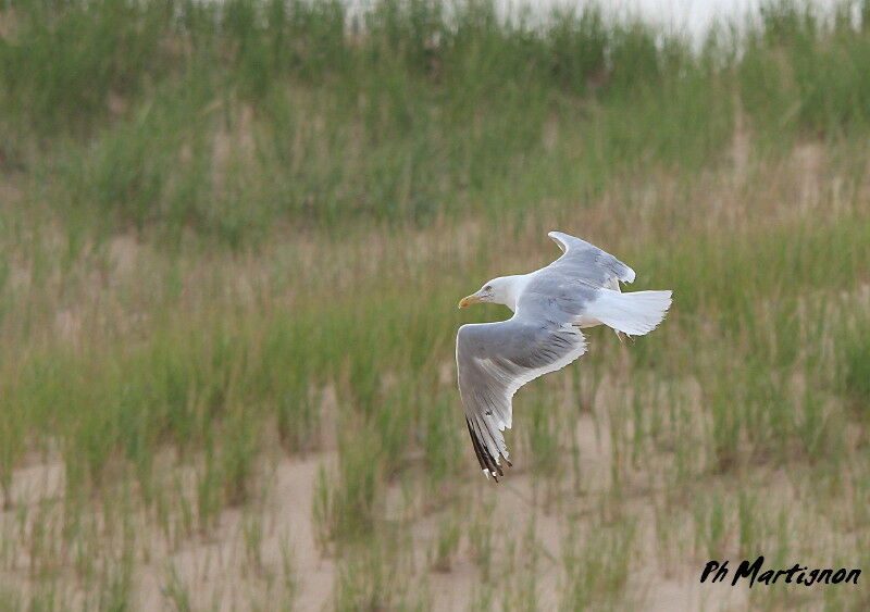 European Herring Gull