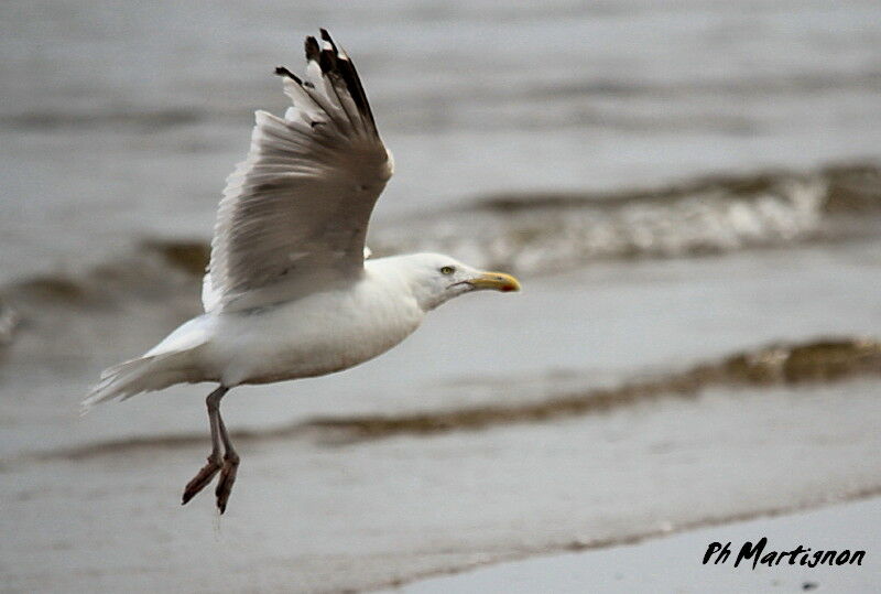 European Herring Gull