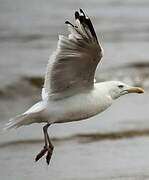 European Herring Gull