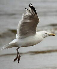 Goéland argenté