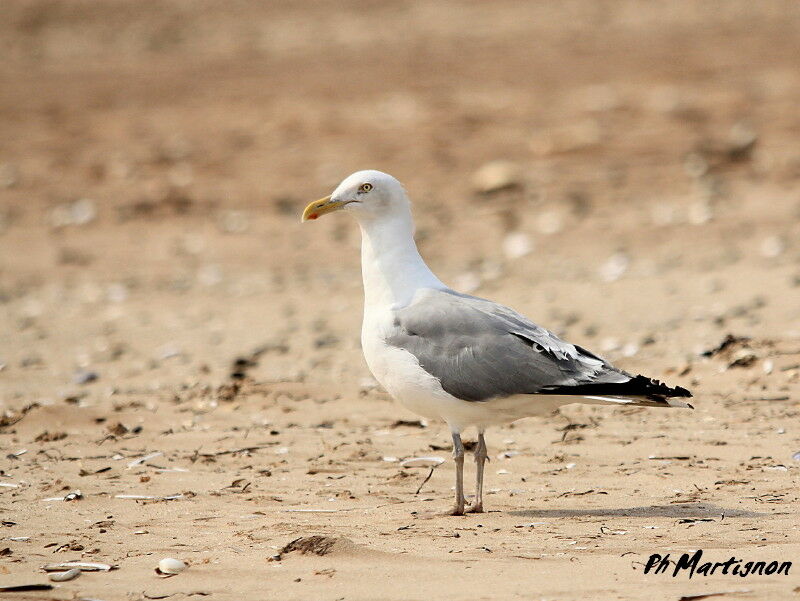 European Herring Gull