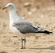 European Herring Gull