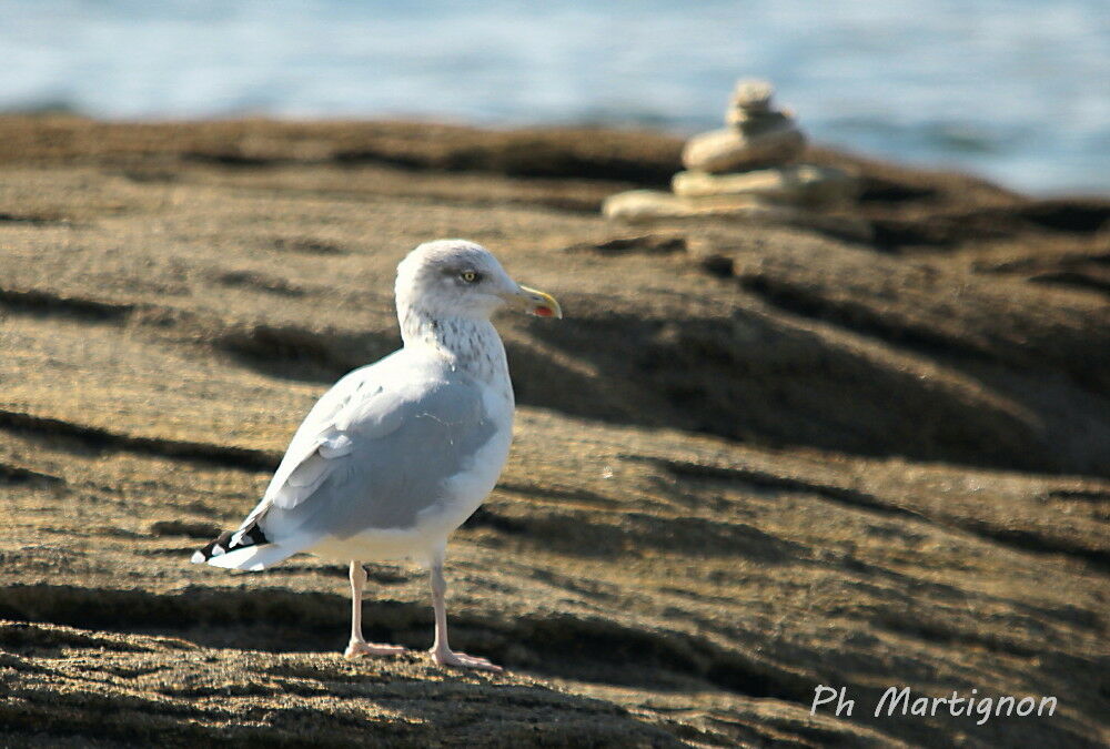 European Herring Gull, identification