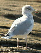 Goéland argenté