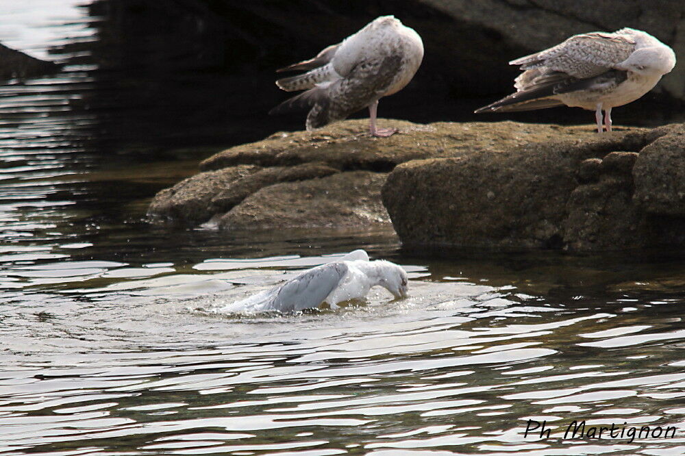 European Herring Gull