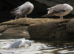 European Herring Gull