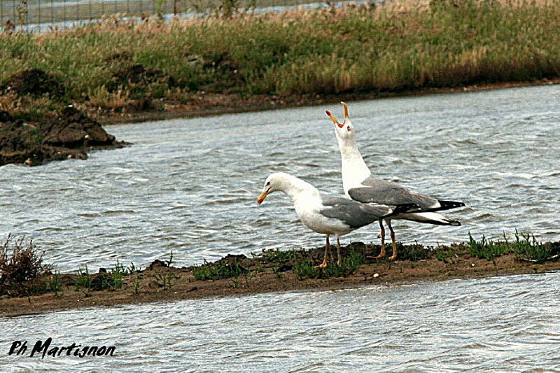 European Herring Gull, Behaviour