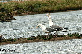 European Herring Gull