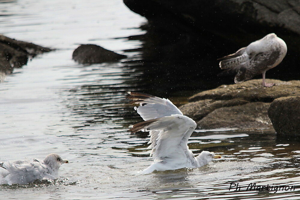 European Herring Gull