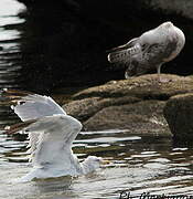 European Herring Gull