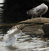 European Herring Gull