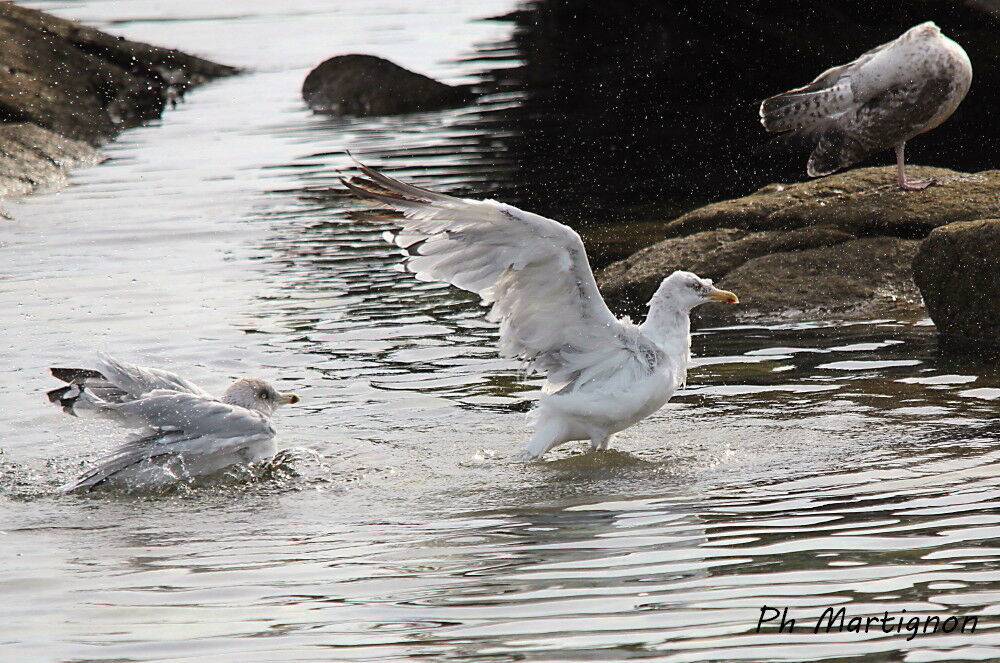 European Herring Gull