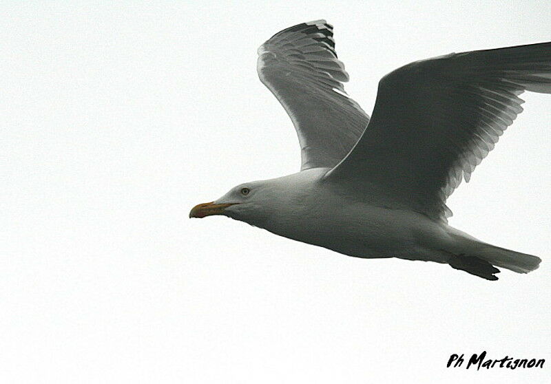 European Herring Gull, Flight