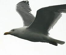 European Herring Gull