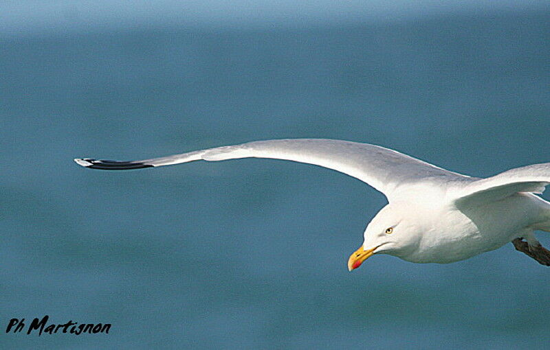 European Herring Gull, Flight