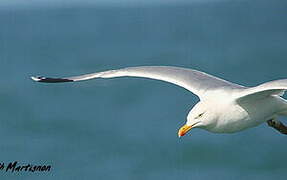 European Herring Gull