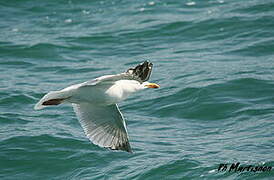 European Herring Gull