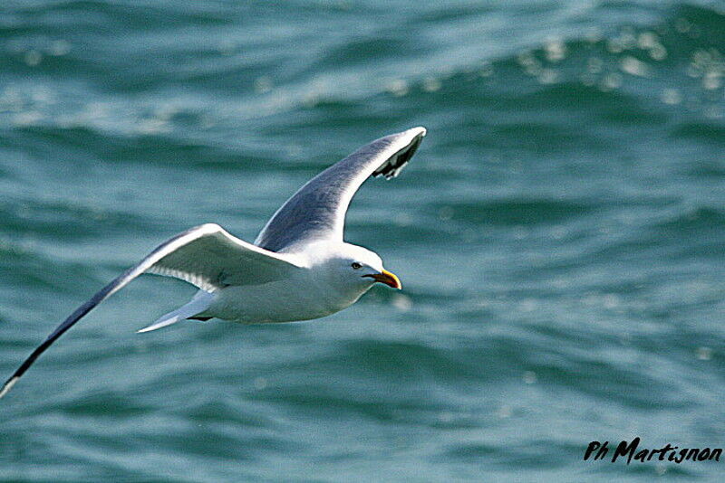European Herring Gull, Flight