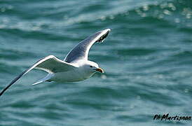 European Herring Gull