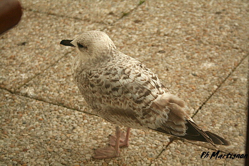 Goéland argentéimmature, identification