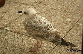 European Herring Gull