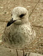 European Herring Gull