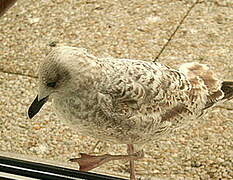 European Herring Gull