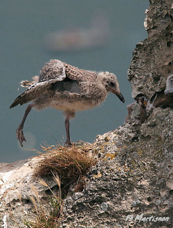 European Herring Gulljuvenile