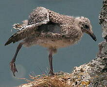 European Herring Gull