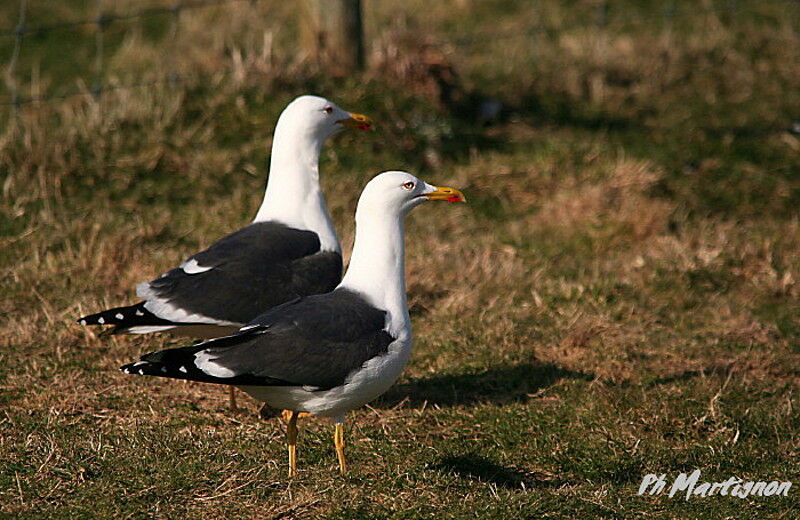 Lesser Black-backed Gull, identification