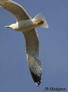 Lesser Black-backed Gull