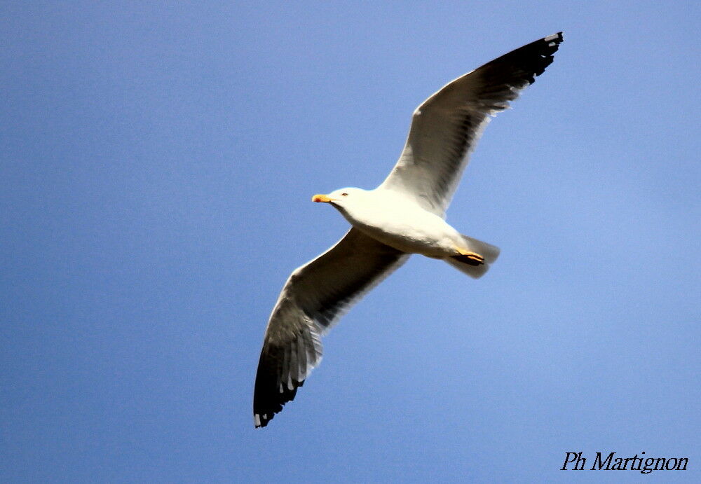 Lesser Black-backed Gull