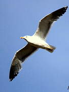 Lesser Black-backed Gull