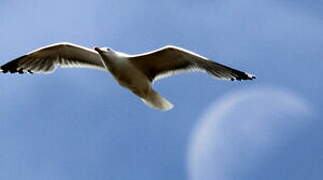 Lesser Black-backed Gull