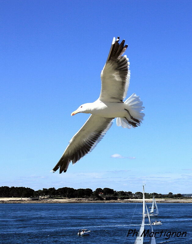 Lesser Black-backed Gull, Flight
