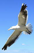 Lesser Black-backed Gull