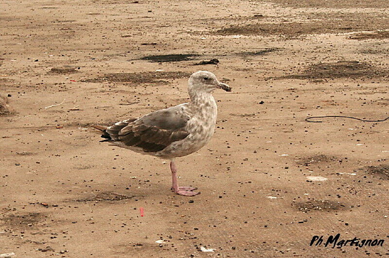 Western Gull