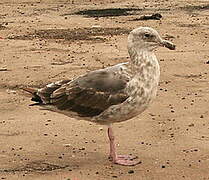 Western Gull