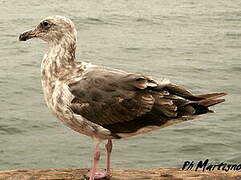 Western Gull