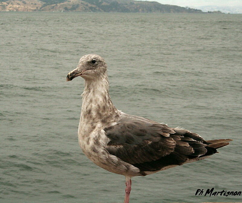 Western Gull