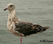 Western Gull